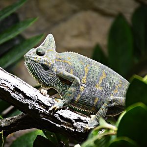 Veiled chameleon
