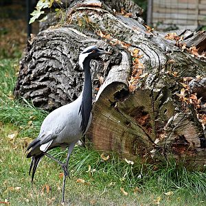 Demoiselle crane