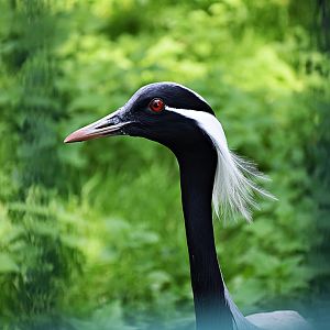Demoiselle crane