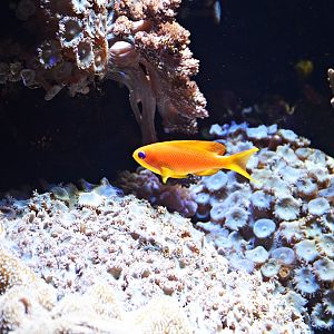 Pseudanthias squamipinnis