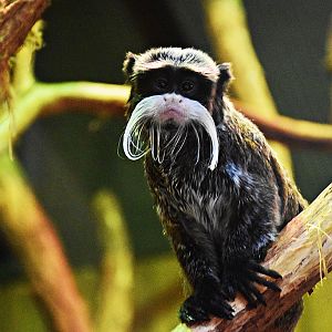 Emperor tamarin