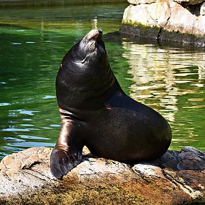 California sea lion