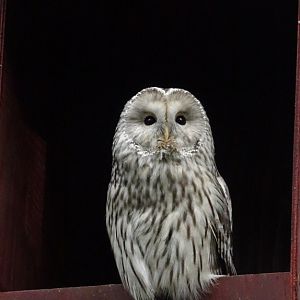 Ural owl, November 2017
