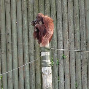 Bornean orangutans, November 2017