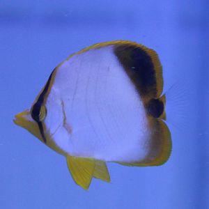 Chaetodon xanthocephalus