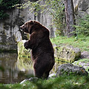 Siberian Brown Bear