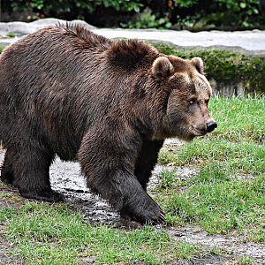 Siberian Brown Bear
