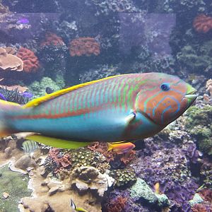Wrasse