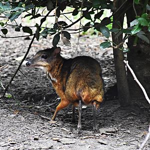 Lesser mouse-deer