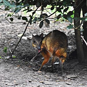 Lesser mouse-deer