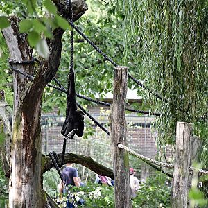 Pileated gibbon