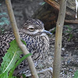 Spotted thick-knee