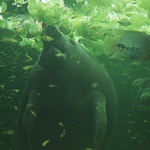 West Indian manatee