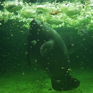 West Indian manatee