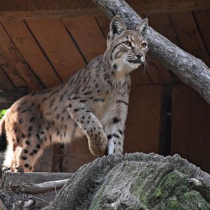 Carpathian lynx