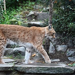 Carpathian lynx