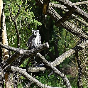 Ring-tailed lemur