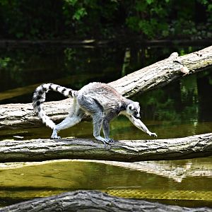 Ring-tailed lemur