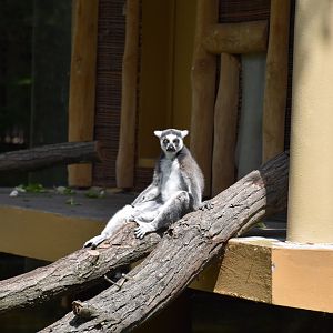 Ring-tailed lemur