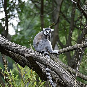 Ring-tailed lemur