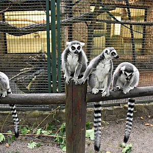 Ring-tailed lemur