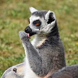Ring-tailed lemur