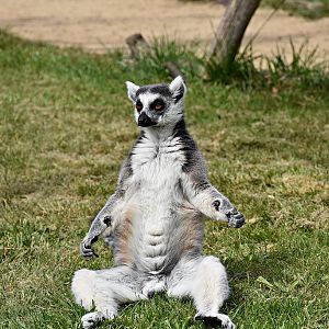 Ring-tailed lemur