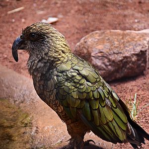 Kea