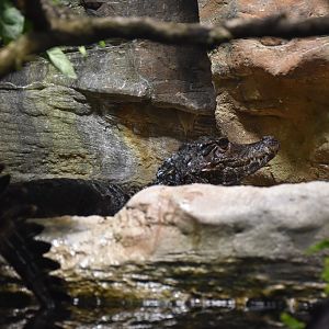 Smooth-fronted caiman