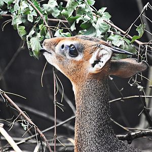 Kirk's dik-dik