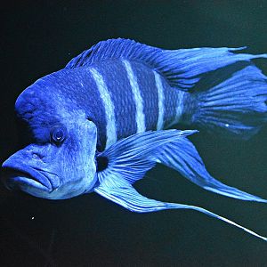 Cyphotilapia frontosa