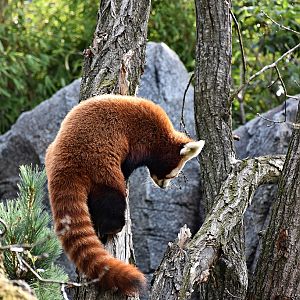 Red panda