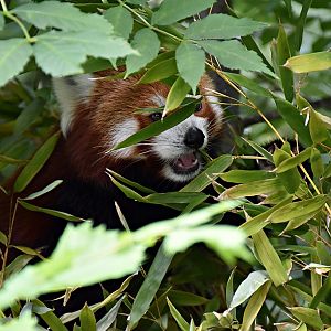 Red panda