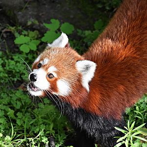 Red panda