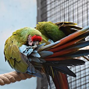 Military macaw
