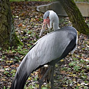 Wattled crane