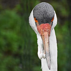 Wattled crane