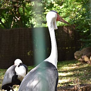 Wattled crane