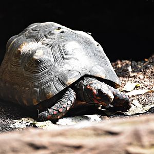 Red-footed tortoise