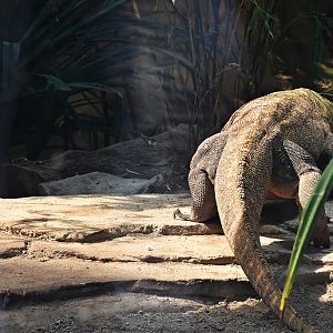 Komodo dragon