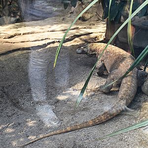 Komodo dragon