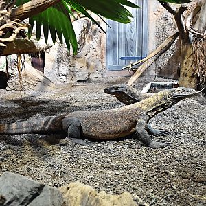 Komodo dragon