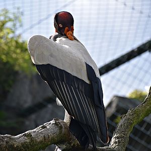 King vulture