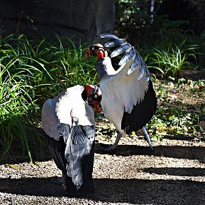King vulture