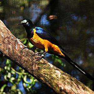Golden-breasted starling