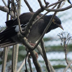 Hybrid myna