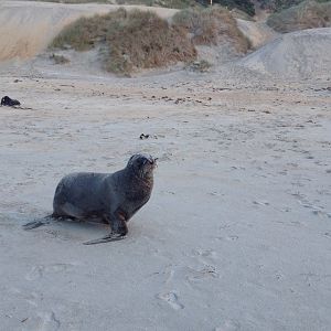 New Zealand Sea Lion (Phocarctos hookeri)