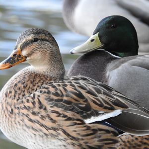 Mallard Ducks - Norfolk Broads 0ct 17