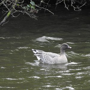 Pink-Footed Goose - Norfolk Broads Oct 17
