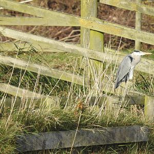Grey Heron - Norfolk Broads Oct 17
